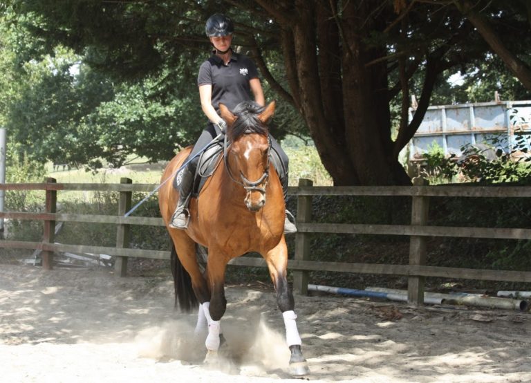 Article 14. Shoulder in